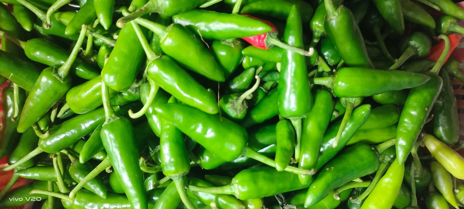 ONLINE GROCERY KOCHI-GREEN CHILLI