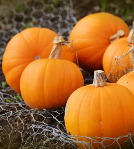 pexels-pixabay-209515